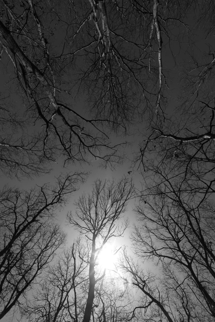 Canopy
