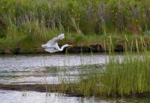 Flying Egret-9281