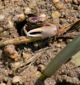 Hello ant, I'm fiddler crab-096